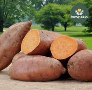 bulk Egyptian sweet potatoes, Egypt sweet potato export 2026, sweet potato importer, GLOBALG.A.P. Egypt, diaspora produce shipping, Hurryncash Egypt Box, sweet potato wholesale, Egyptian produce distributor, sweet potato supplier UAE, sweet potato supplier UK
Tags (WordPress): Egyptian sweet potatoes, bulk produce import, diaspora shipping, Egypt Box, sweet potato supplier, 2026 export, Hurryncash logistics, GLOBALG.A.P. Egypt, trusted Egyptian brand, wholesale root vegetables